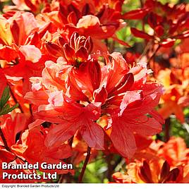 Azalea Dwarf Orange