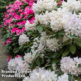 Azalea Dwarf White