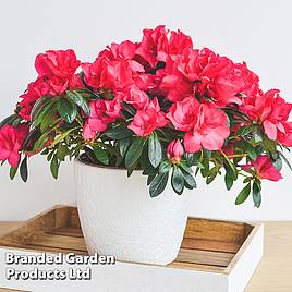 Azalea Dwarf Red