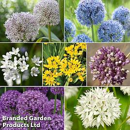 Allium Collection