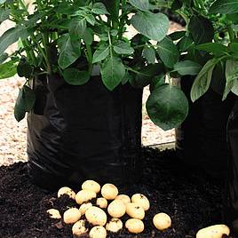 Black/Grey Potato Growing Bags