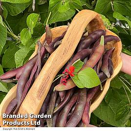 Runner Bean Black Knight Seeds