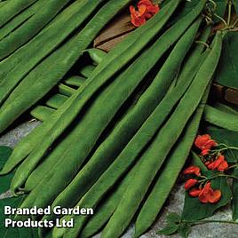 Runner Bean Scarlet Empire Seeds