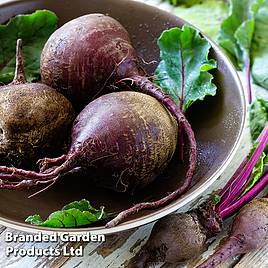 Beetroot Jolie F1 Seeds