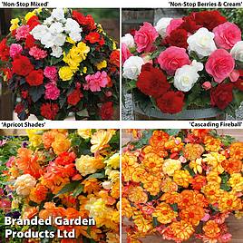 Begonia Bonanza Bundle