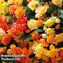 Begonia x tuberhybrida Apricot Shades Improved F1 Hybrid - Tubers