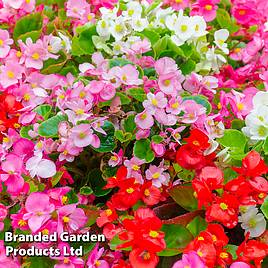 Begonia Emperor Mix