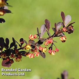 Berberis thunbergii f. atropurpurea Rose Glow