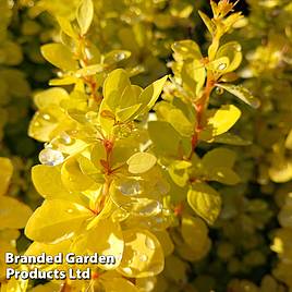 Berberis thunbergii Aurea