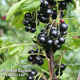 Blackcurrant Summer Pearls Patio Black (Patio fruit)