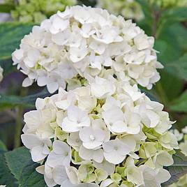 Hydrangea macrophylla Endless Summer - The Bride