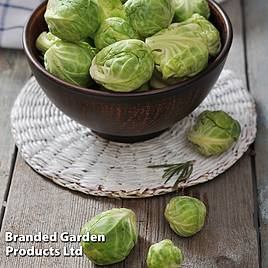 Brussels Sprout Churchill F1 Seeds