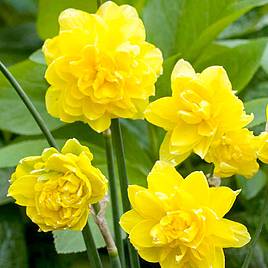 Narcissus Cornish Pencrebar