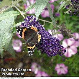 Buddleja Buzz® Indigo