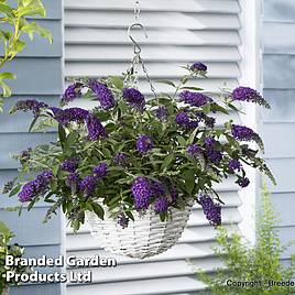 Buddleja Dreaming Purple