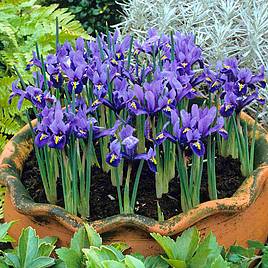 Iris Harmony