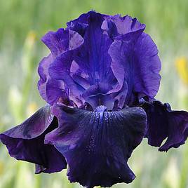 Iris Rosalie Figge (Re-Blooming)