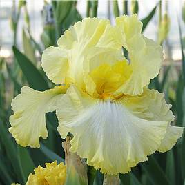 Iris Summer Olympics (Re-Blooming)