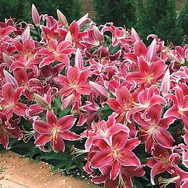 Lily Dazzler (Ground Cover)