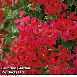 Geranium Balcon Red