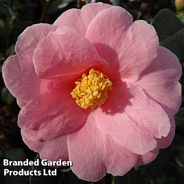 Camellia x williamsii Bowen Bryant