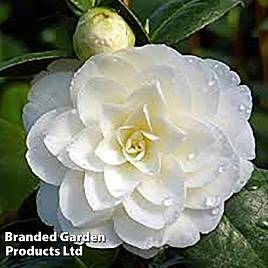 Camellia Golden Anniversary