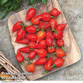 Chilli Pepper Raging Bull - Seeds