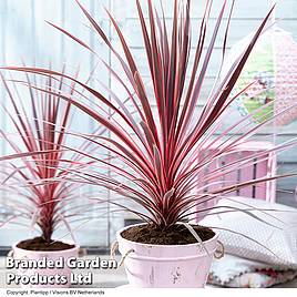 Cordyline Charlie Boy