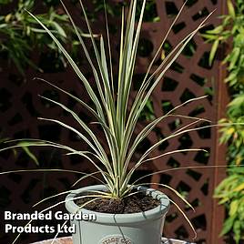 Cordyline australis Lime Passion