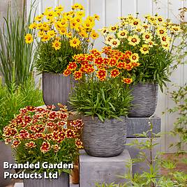 Coreopsis Solar Collection