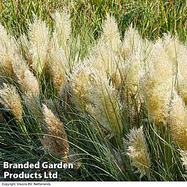 Cortaderia selloana Tiny Pampa