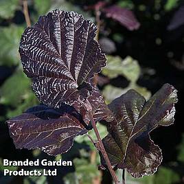 Corylus maxima Purpurea