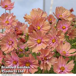 Cosmos Apricotta - Seeds