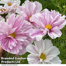 Cosmos Pink Mosaic - Seeds