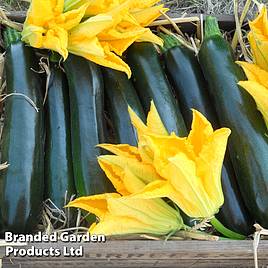 Courgette Seeds - British Summertime F1