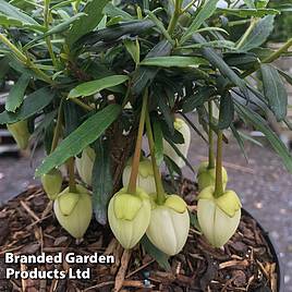 Crinodendron Alf Robbins