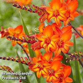 Crocosmia Firestars Scorchio