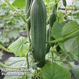 Cucumber Emilie F1 Hybrid Seeds