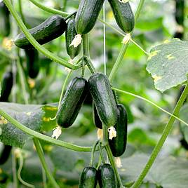 Cucumber Seeds - Hopeline F1