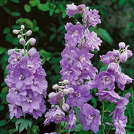 Delphinium Cameliard (Pacific Hybrid)