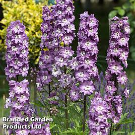 Delphinium Magic Fountains Lavender