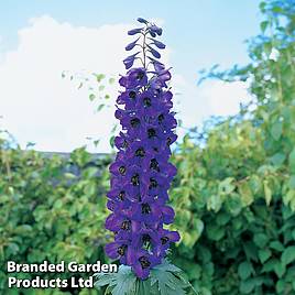 Delphinium Black Knight