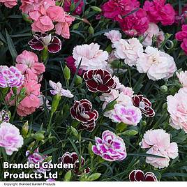 Dianthus Scented Pleasures Collection