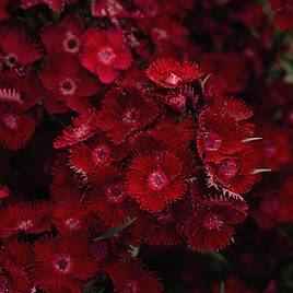 Dianthus barbatus Rockin Red