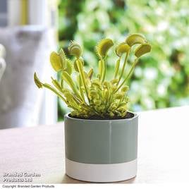 Carnivorous House Plants | Dobies