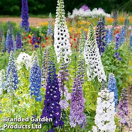 Flower Plants & Flower Plugs