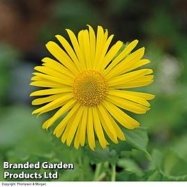 Doronicum caucasicum Little Leo