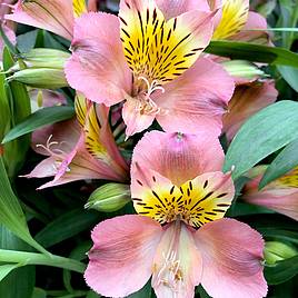 Alstroemeria Summer Break