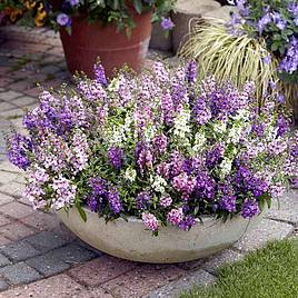 Angelonia Seeds - Serena Mix