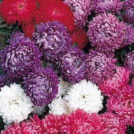 Aster Seeds - Milady Mixed